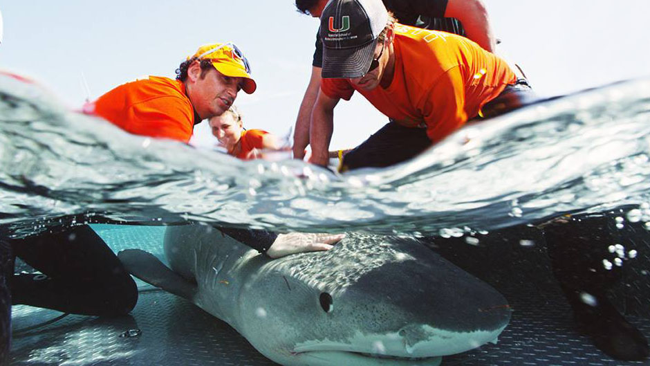 Shark Research at the U